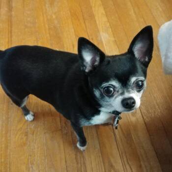 Chihuahua Dogs Available for Adoption in Saratoga Springs, New York - Samuel | PetCurious