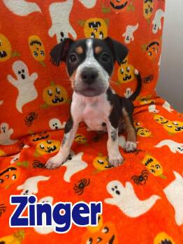 Zinger -  Australian Cattle Dog Blue Heeler Dog for Adoption in New Baltimore, Michigan - Zinger | PetCurious