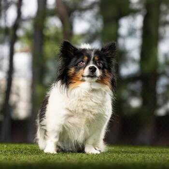 Tobey -  Papillon and Mixed Breed Dog for Adoption in Jupiter, Florida - Tobey | PetCurious
