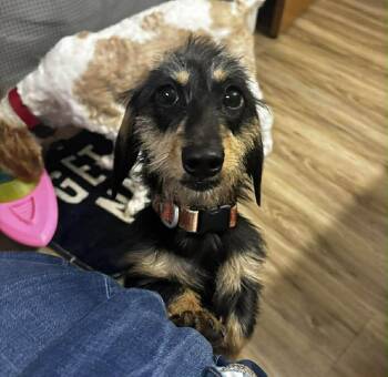 Dachshund Dogs Available for Adoption in Sioux Falls, South Dakota - Roxi | PetCurious