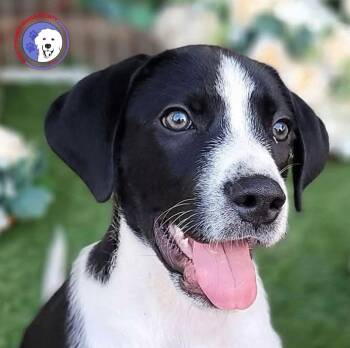Humphry -  Great Pyrenees and English Pointer Dog for Adoption in Spring, Texas - Humphry | PetCurious