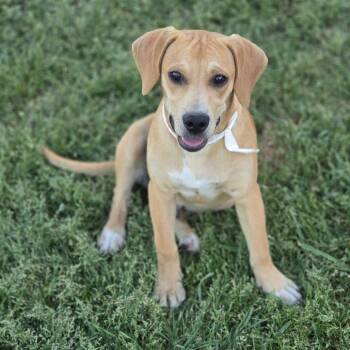 Mixed Breed Dogs Available for Adoption in Helena, Alabama - Linus | PetCurious