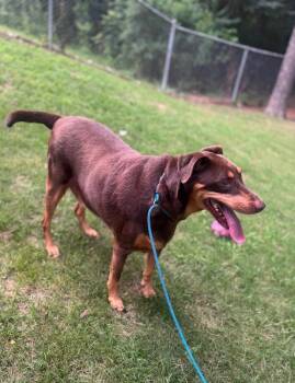Sam -  Doberman Pinscher Dog for Adoption in Little Rock, Arkansas - Sam | PetCurious