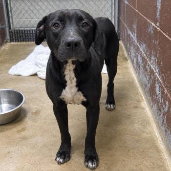 PBA-Stray-11748 -  Mixed Breed Dog for Adoption in Pine Bluff, Arkansas - PBA-Stray-11748 | PetCurious