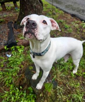 Mixed Breed Dogs Available for Adoption - Orla  | PetCurious