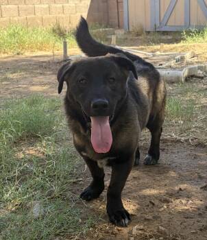 Howie -  Labrador Retriever Dog for Adoption in Phoenix, Arizona - Howie | PetCurious