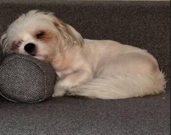 Maltese and Yorkshire Terrier Dogs Available for Adoption in Fort Lauderdale, Florida - ZEUS 2 | PetCurious