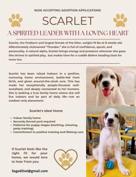 Great Pyrenees and Boxer Dogs Available for Adoption in Pflugerville, Texas - Scarlet | PetCurious