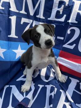 Patriot -  Pit Bull Terrier Dog for Adoption in Greensboro, Georgia - Patriot | PetCurious
