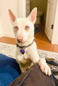 Rescue Shepherd Dogs for Adoption in Los Angeles, California - Dove | PetCurious