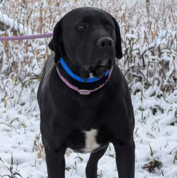 Shadow -  Labrador Retriever and Pit Bull Terrier Dog for Adoption in Thayne, Wyoming - Shadow | PetCurious