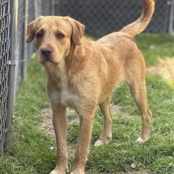 Golden Retriever and Great Pyrenees Dogs Available for Adoption in West Point, Mississippi - Archie | PetCurious