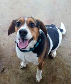 Beagle Dogs Available for Adoption - Ethel | PetCurious