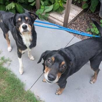 Sprout & Peanut -  Beagle Dog for Adoption in Bella Vista, Arkansas - Sprout & Peanut | PetCurious