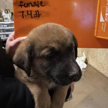 Yellow Labrador Retriever Dogs Available for Adoption - Mercedes | PetCurious