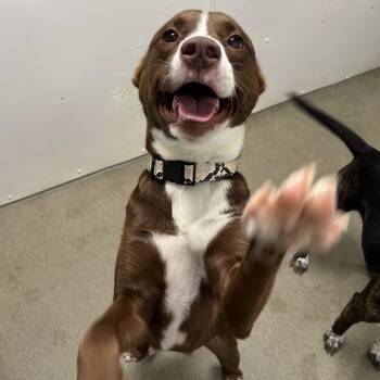 Mixed Breed Dogs Available for Adoption in Rocky Mount, Virginia - Valerie | PetCurious