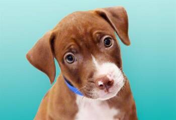 LINGUINE -  Pit Bull Terrier Dog for Adoption in Fort Lauderdale, Florida - LINGUINE | PetCurious