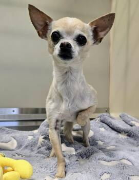 Rescue Chihuahua Dogs for Adoption in Lindenhurst, New York - 25-289 | PetCurious