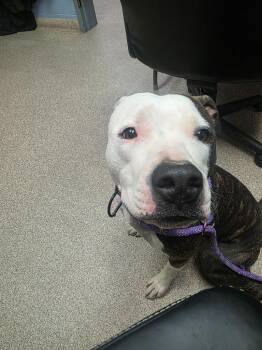 Pit Bull Terrier Dogs Available for Adoption in Troy, Ohio - Bonnie | PetCurious
