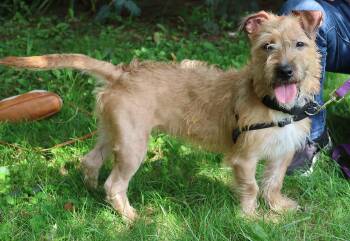 Sugar -  Terrier Dog for Adoption in Harrison, New York - Sugar | PetCurious