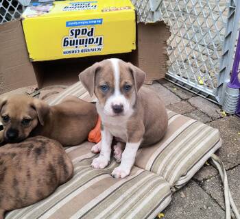 Clancy -  Boxer Dog for Adoption in Aurora, Illinois - Clancy | PetCurious