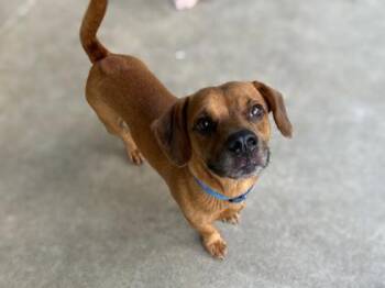 Major -  Hound and Mixed Breed Dog for Adoption in Gainesville, Florida - Major | PetCurious
