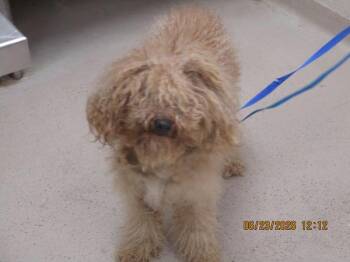 (407) -  Poodle Dog for Adoption in Marietta, Georgia - (407) | PetCurious