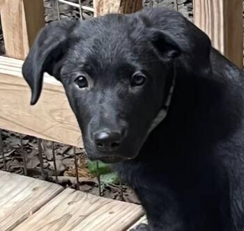 Dottie West -  Mixed Breed Dog Available for Adoption in Nantucket, Massachusetts - Dottie West | PetCurious