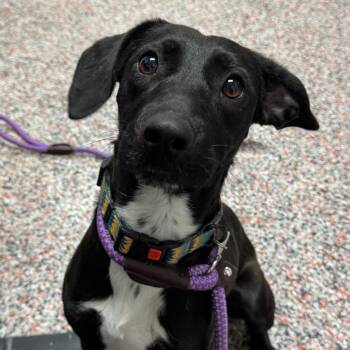 Amaya -  Mixed Breed and Black Labrador Retriever Dog for Adoption in Salt Lake City, Utah - Amaya | PetCurious