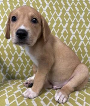 Lark -  Great Pyrenees and Mixed Breed Dog for Adoption in Lawrenceville, Georgia - Lark | PetCurious