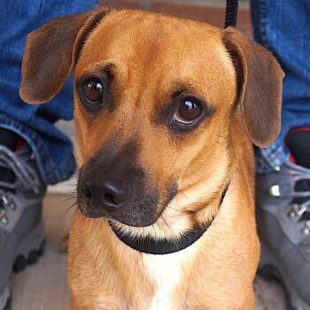 Waylon -  Dachshund Dog for Adoption in Carrollton, Texas - Waylon | PetCurious