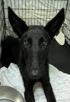 SLADE -  German Shepherd Dog and Mixed Breed Dog for Adoption in Pensacola, Florida - SLADE | PetCurious