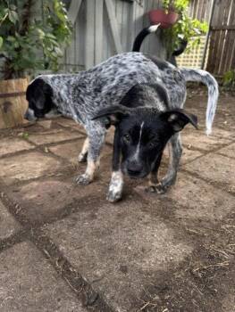 PAULY - Hunter -  Australian Cattle Dog Blue Heeler Dog for Adoption in Sebec, Maine - PAULY - Hunter | PetCurious