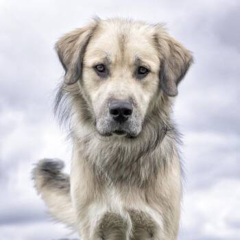 Shorty -  Mixed Breed Dog for Adoption in Franklin, Tennessee - Shorty | PetCurious