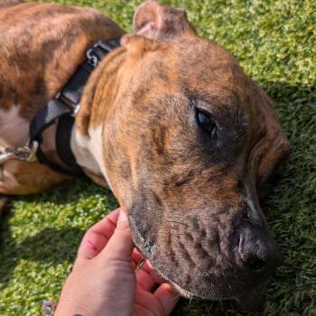 Dadhyan -  Mixed Breed Dog for Adoption in Pittsburgh, Pennsylvania - Dadhyan | PetCurious