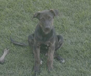 Rescue Shepherd and Pit Bull Terrier Dogs for Adoption in Atwater, California - Atlas | PetCurious