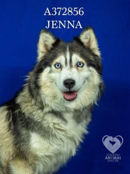 Siberian Husky Dogs Available for Adoption in Stockton, California - JENNA | PetCurious