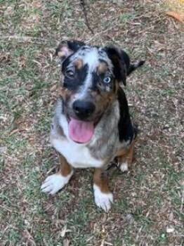 Labrador Retriever and Australian Cattle Dog Blue Heeler Dogs Available for Adoption in Wekiwa Springs, Florida - Mojave | PetCurious