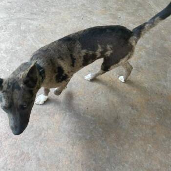 Pyry -  Catahoula Leopard Dog and Shepherd Dog for Adoption in Austin, Texas - Pyry | PetCurious