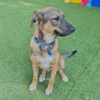 Luna Bug -  Mixed Breed Dog for Adoption in Warwick, Rhode Island - Luna Bug | PetCurious