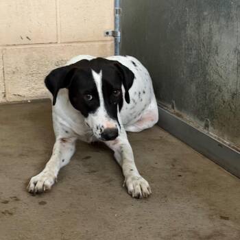 Maleficent -  Australian Cattle Dog Blue Heeler and Mixed Breed Dog for Adoption in Edinburg, Texas - Maleficent | PetCurious