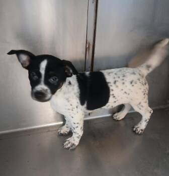 Rescue Corgi Dogs for Adoption in Hillsboro, Missouri - Corgi Mix Puppy | PetCurious