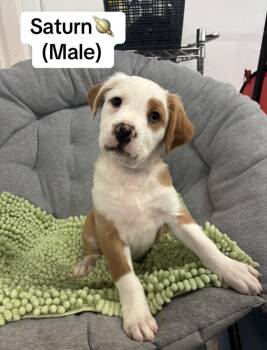 Labrador Retriever and Boxer Dogs Available for Adoption in Crystal Lake, Illinois - Saturn | PetCurious
