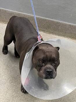 MOANA -  American Bulldog Dog for Adoption in Las Vegas, Nevada - MOANA | PetCurious