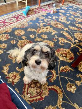Tippy -  Lhasa Apso and Havanese Dog for Adoption in Hartwell, Georgia - Tippy | PetCurious