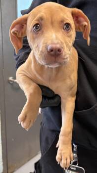 Pit Bull Terrier Dogs Available for Adoption in Lawrenceville, Georgia - Pen 217 Stacy | PetCurious