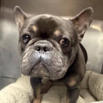 French Bulldog Dogs Available for Adoption in Savannah, Georgia - Trench | PetCurious