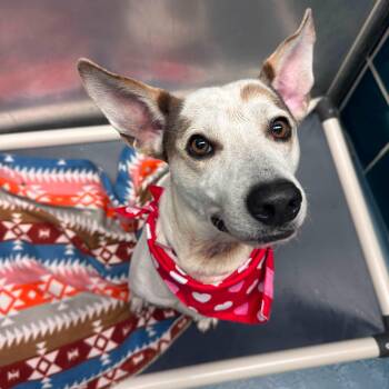 Henry -  Australian Cattle Dog Blue Heeler and Jack Russell Terrier Dog for Adoption in Elizabeth, Colorado - Henry | PetCurious