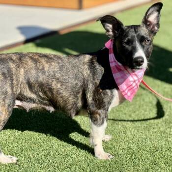 Truffles -  Cardigan Welsh Corgi and Mixed Breed Dog for Adoption in Hondo, Texas - Truffles | PetCurious