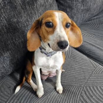 Rescue Beagle Dogs for Adoption in Myrtle Beach, South Carolina - Pebbles (fka Queenie) | PetCurious